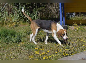 Dimmi – junger französischer Laufhund-Mischling sucht liebevolles Zuhause