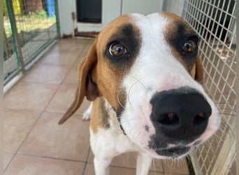Dimmi – junger französischer Laufhund-Mischling sucht liebevolles Zuhause