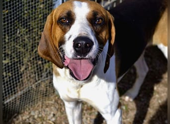 Dimmi – junger französischer Laufhund-Mischling sucht liebevolles Zuhause