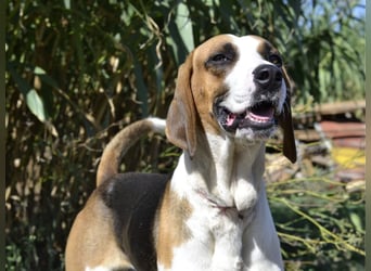 Dimmi – junger französischer Laufhund-Mischling sucht liebevolles Zuhause