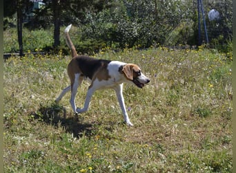 Dimmi – junger französischer Laufhund-Mischling sucht liebevolles Zuhause