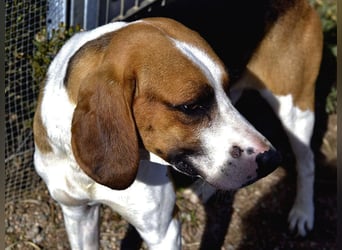 Dimmi – junger französischer Laufhund-Mischling sucht liebevolles Zuhause