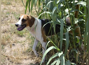 Dimmi – junger französischer Laufhund-Mischling sucht liebevolles Zuhause