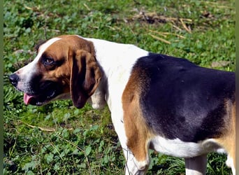 Dimmi – junger französischer Laufhund-Mischling sucht liebevolles Zuhause