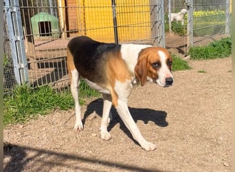 Dimmi – junger französischer Laufhund-Mischling sucht liebevolles Zuhause