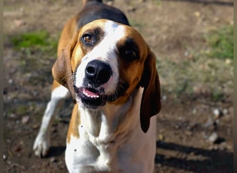 Dimmi – junger französischer Laufhund-Mischling sucht liebevolles Zuhause