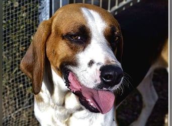 Dimmi – junger französischer Laufhund-Mischling sucht liebevolles Zuhause