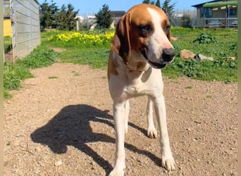 Dimmi – junger französischer Laufhund-Mischling sucht liebevolles Zuhause