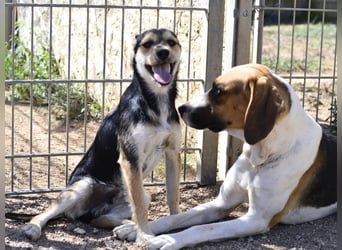 Dimmi – junger französischer Laufhund-Mischling sucht liebevolles Zuhause
