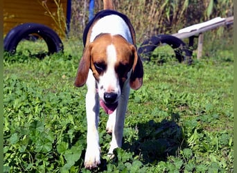 Dimmi – junger französischer Laufhund-Mischling sucht liebevolles Zuhause