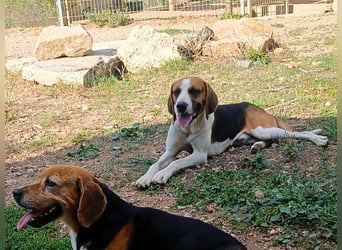 Dimmi – junger französischer Laufhund-Mischling sucht liebevolles Zuhause