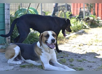 Dimmi – junger französischer Laufhund-Mischling sucht liebevolles Zuhause