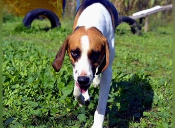 Dimmi – junger französischer Laufhund-Mischling sucht liebevolles Zuhause