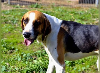 Dimmi – junger französischer Laufhund-Mischling sucht liebevolles Zuhause