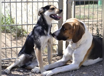Dimmi – junger französischer Laufhund-Mischling sucht liebevolles Zuhause