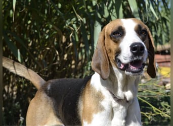 Dimmi – junger französischer Laufhund-Mischling sucht liebevolles Zuhause