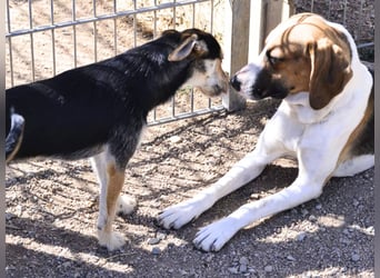 Dimmi – junger französischer Laufhund-Mischling sucht liebevolles Zuhause
