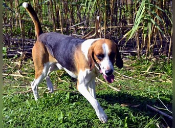 Dimmi – junger französischer Laufhund-Mischling sucht liebevolles Zuhause