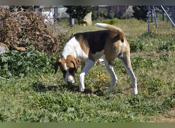 Dimmi – junger französischer Laufhund-Mischling sucht liebevolles Zuhause