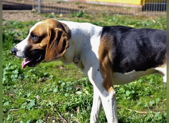Dimmi – junger französischer Laufhund-Mischling sucht liebevolles Zuhause