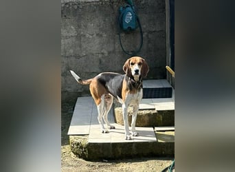 Luna – hübsches Hundemädchen vom Allerfeinsten