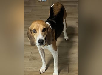 Luna – hübsches Hundemädchen vom Allerfeinsten