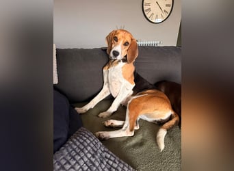 Luna – hübsches Hundemädchen vom Allerfeinsten