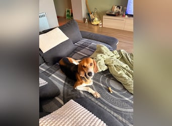 Luna – hübsches Hundemädchen vom Allerfeinsten