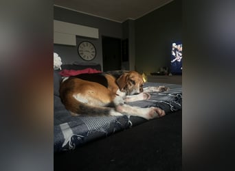 Luna – hübsches Hundemädchen vom Allerfeinsten