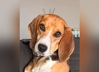 Luna – hübsches Hundemädchen vom Allerfeinsten