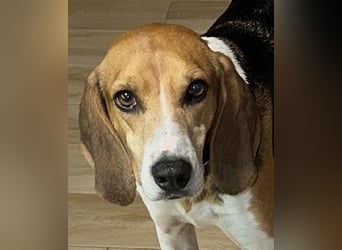 Luna – hübsches Hundemädchen vom Allerfeinsten