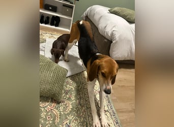 Luna – hübsches Hundemädchen vom Allerfeinsten