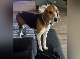 Luna – hübsches Hundemädchen vom Allerfeinsten