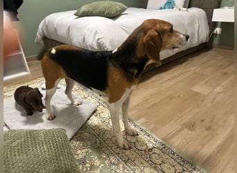 Luna – hübsches Hundemädchen vom Allerfeinsten