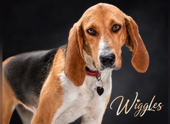 Wriggles - sucht ihr Glück