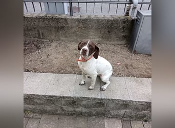 Fifi - eine bildschöne freundliche Hündin Fifi - eine bildschöne freundliche Hündin