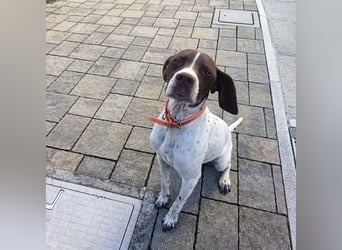 Fifi - eine bildschöne freundliche Hündin Fifi - eine bildschöne freundliche Hündin