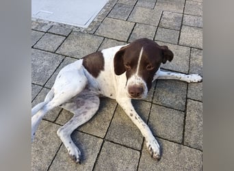 Fifi - eine bildschöne freundliche Hündin Fifi - eine bildschöne freundliche Hündin