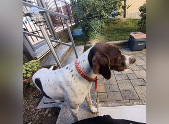 Fifi - eine bildschöne freundliche Hündin Fifi - eine bildschöne freundliche Hündin