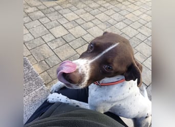 Fifi - eine bildschöne freundliche Hündin Fifi - eine bildschöne freundliche Hündin