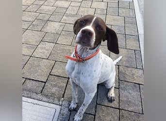 Fifi - eine bildschöne freundliche Hündin Fifi - eine bildschöne freundliche Hündin