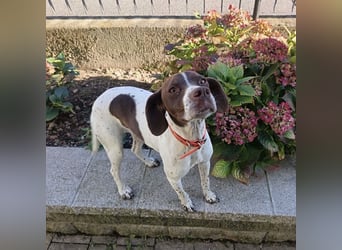 Fifi - eine bildschöne freundliche Hündin Fifi - eine bildschöne freundliche Hündin