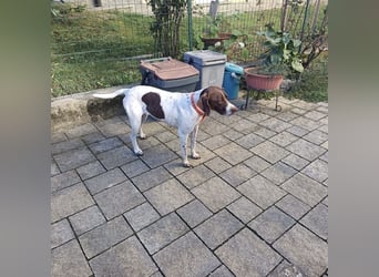 Fifi - eine bildschöne freundliche Hündin Fifi - eine bildschöne freundliche Hündin