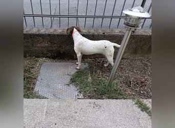 Fifi - eine bildschöne freundliche Hündin Fifi - eine bildschöne freundliche Hündin