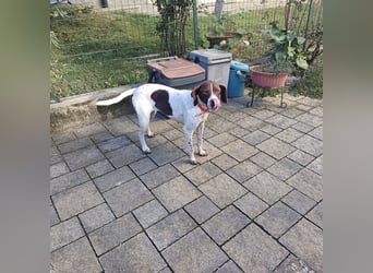 Fifi - eine bildschöne freundliche Hündin Fifi - eine bildschöne freundliche Hündin