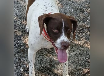 Fifi - eine bildschöne freundliche Hündin Fifi - eine bildschöne freundliche Hündin