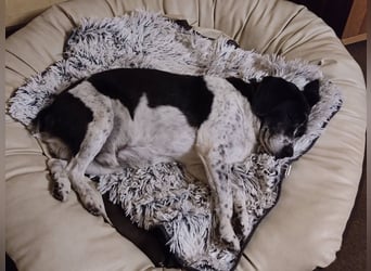 IN Deutschland AUF PFLEGESTELLE ❤️ ROBIN - SUPER FREUNDLICH ❗️