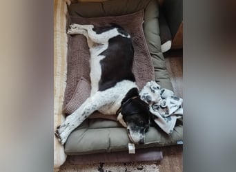 IN Deutschland AUF PFLEGESTELLE ❤️ ROBIN - SUPER FREUNDLICH ❗️