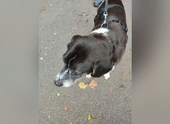 IN Deutschland AUF PFLEGESTELLE ❤️ ROBIN - SUPER FREUNDLICH ❗️