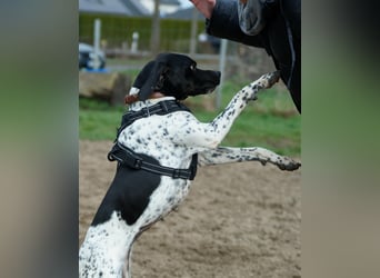 Misty Braque Francais eine aktive Familienhündin